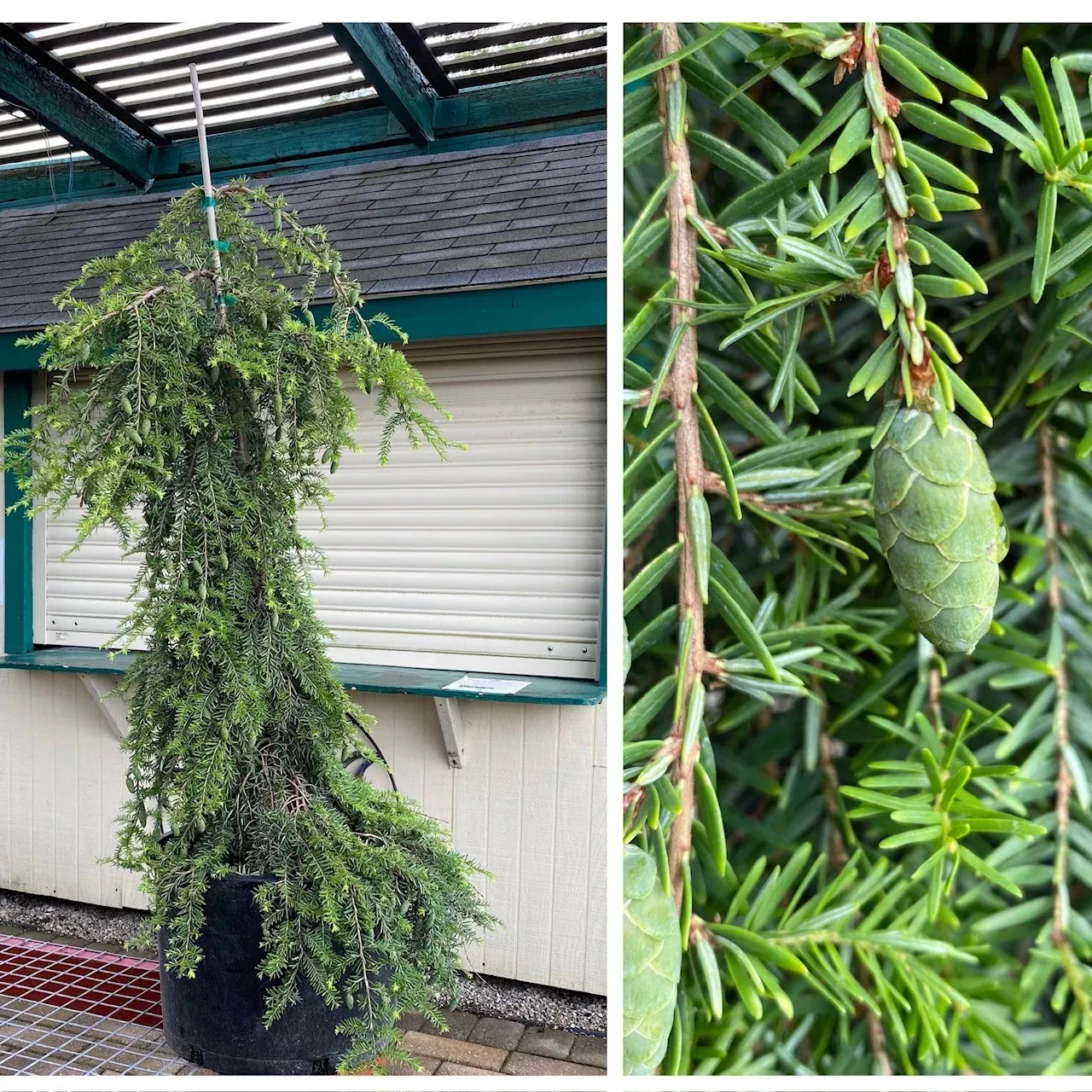 Tsuga can pendula #6