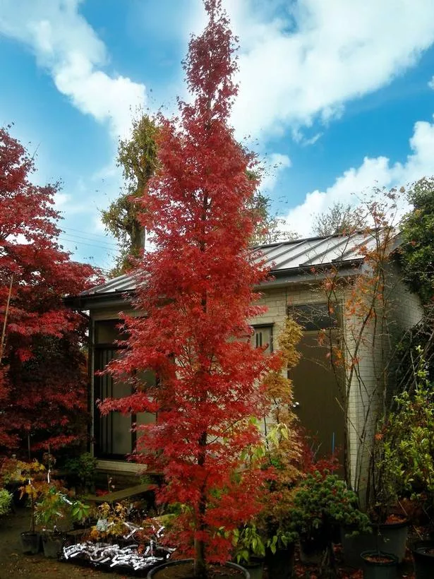 Tsukasa Silhouette Columnar Japanese Maple