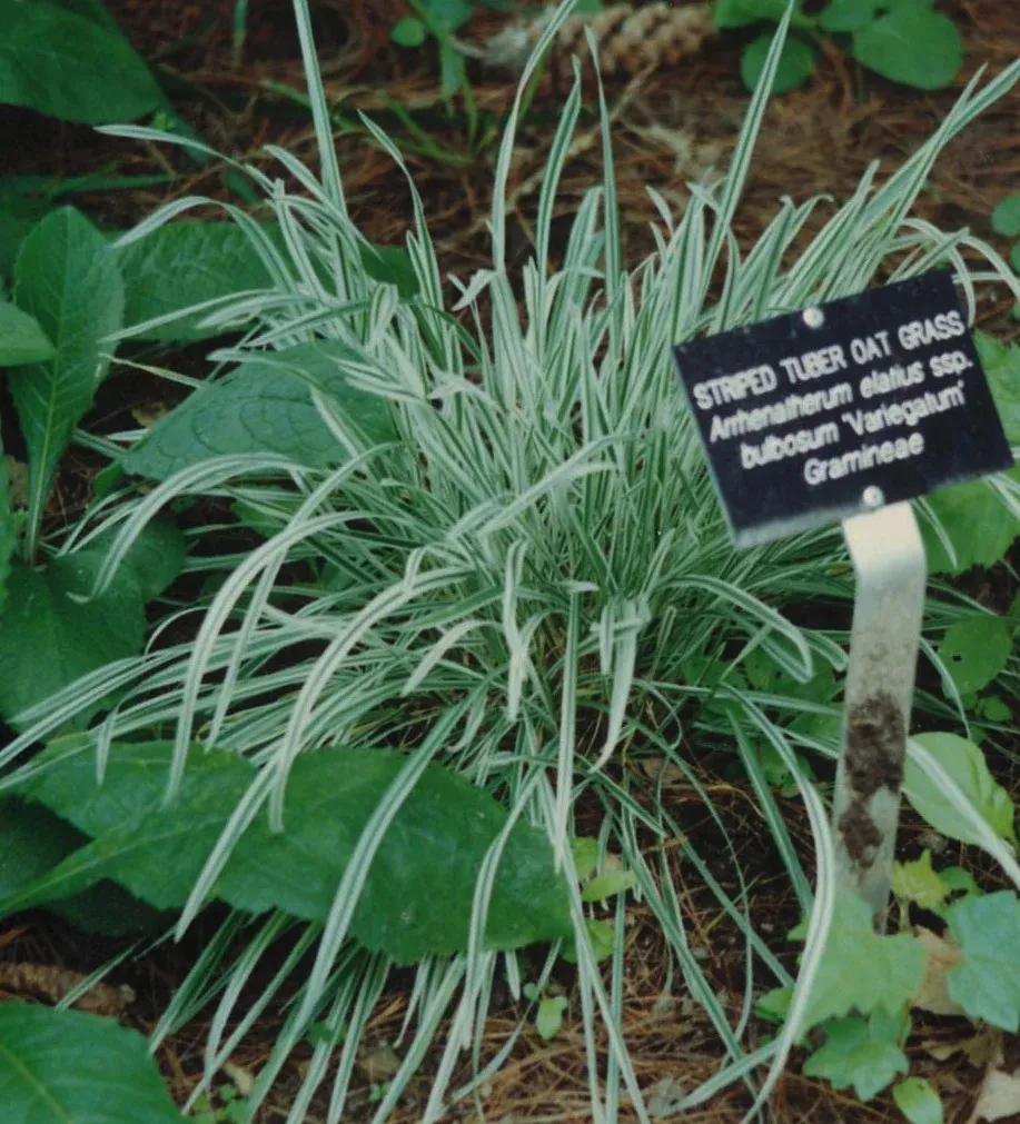 Tuber Oat Grass