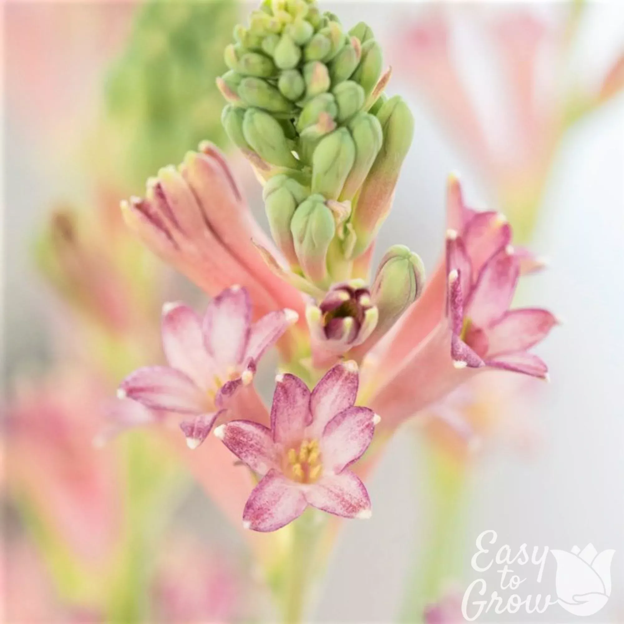 Tuberose - Cinderella