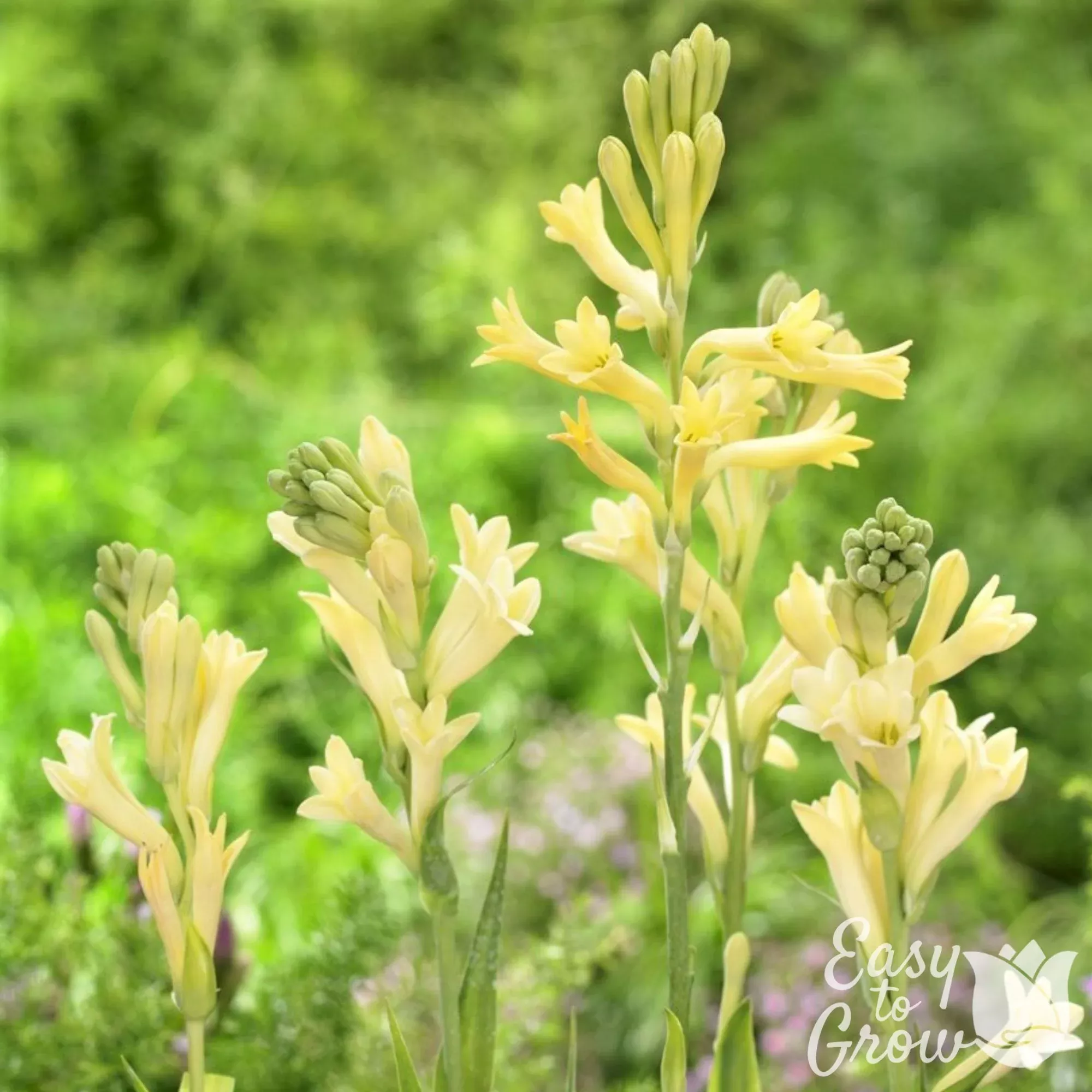Tuberose - Yellow Baby