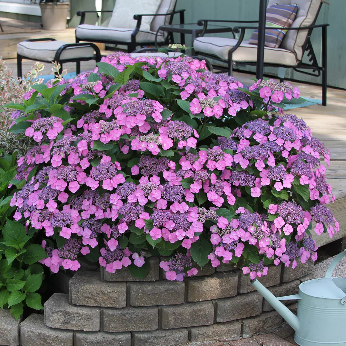 Tuff Stuff™ Mountain Hydrangea – DISCONTINUED