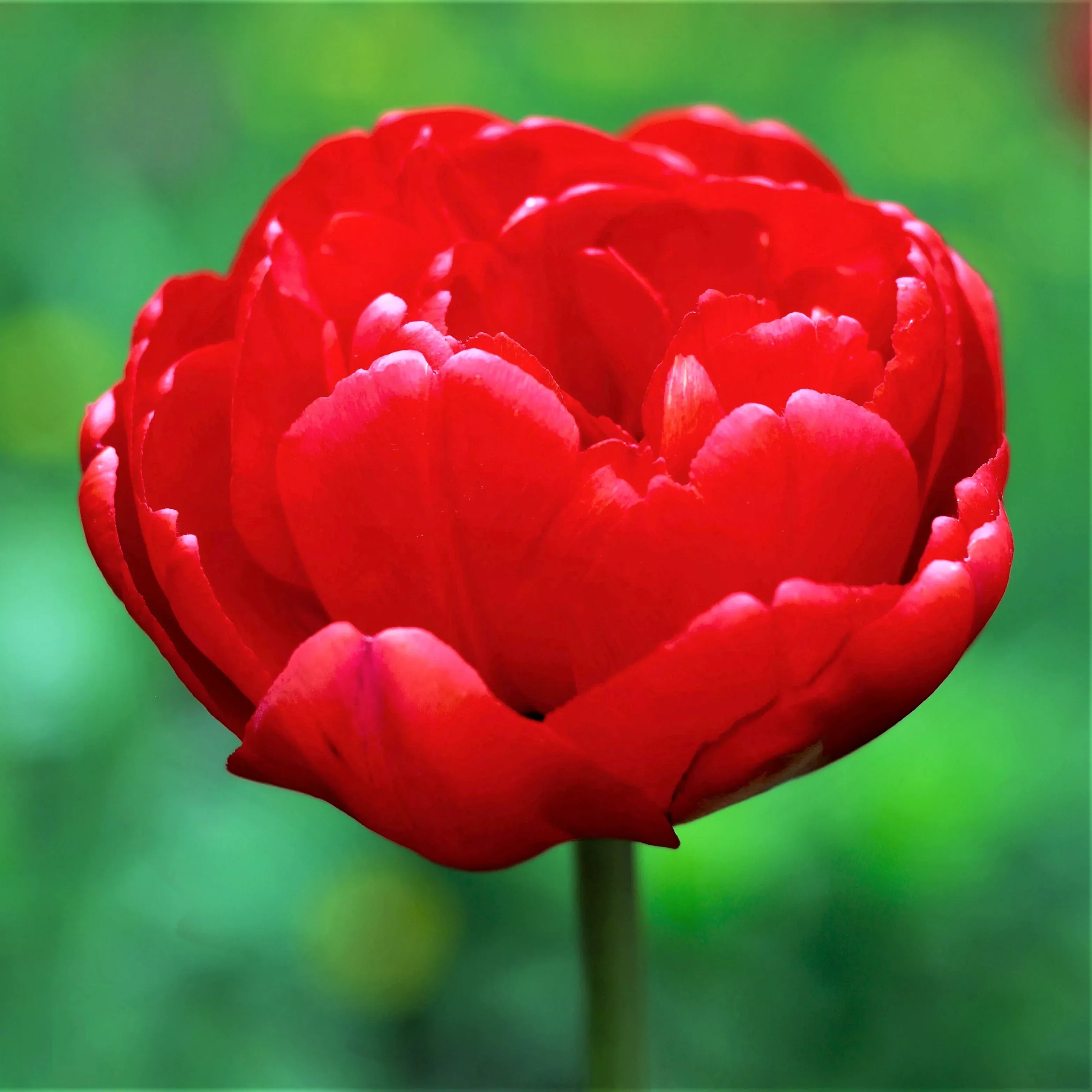 Tulip - Abba