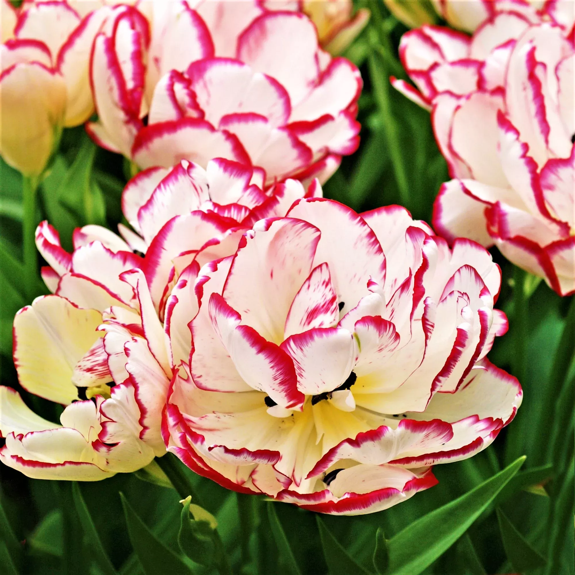 Tulip - Belicia
