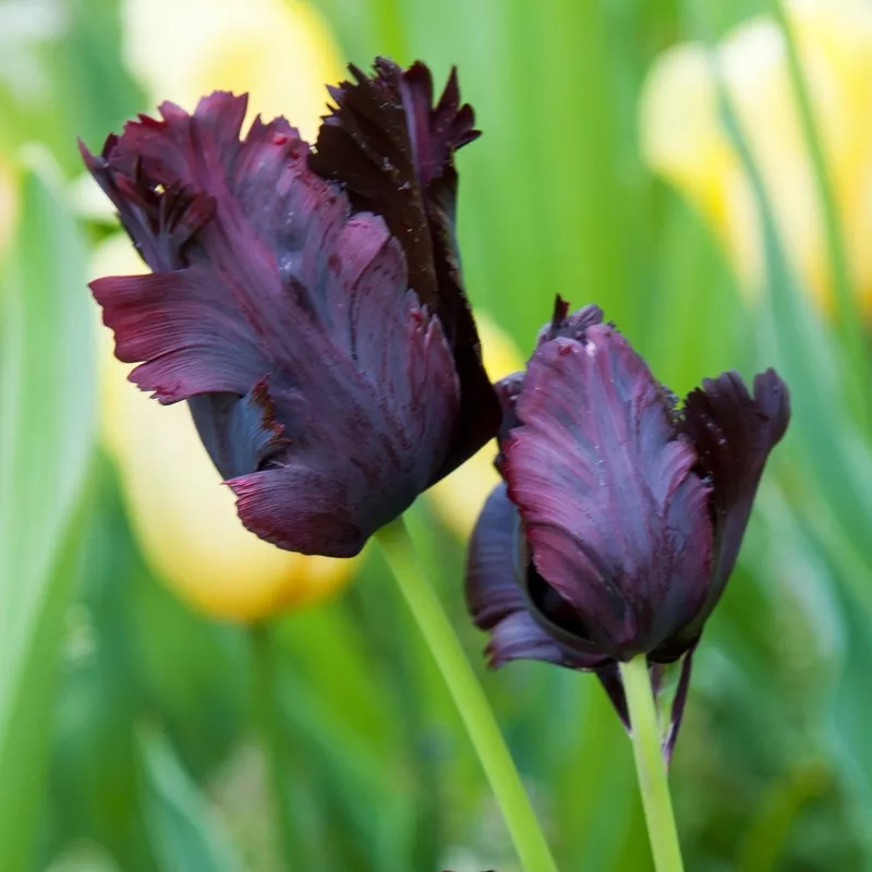 Tulip – Black Parrot