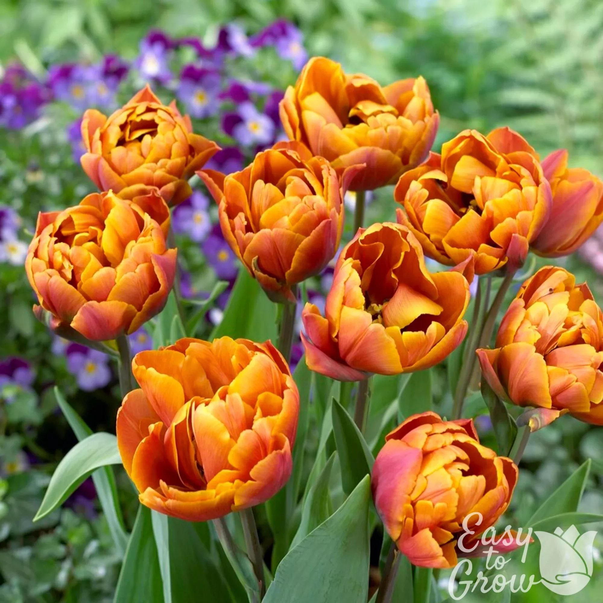 Tulip - Brazil
