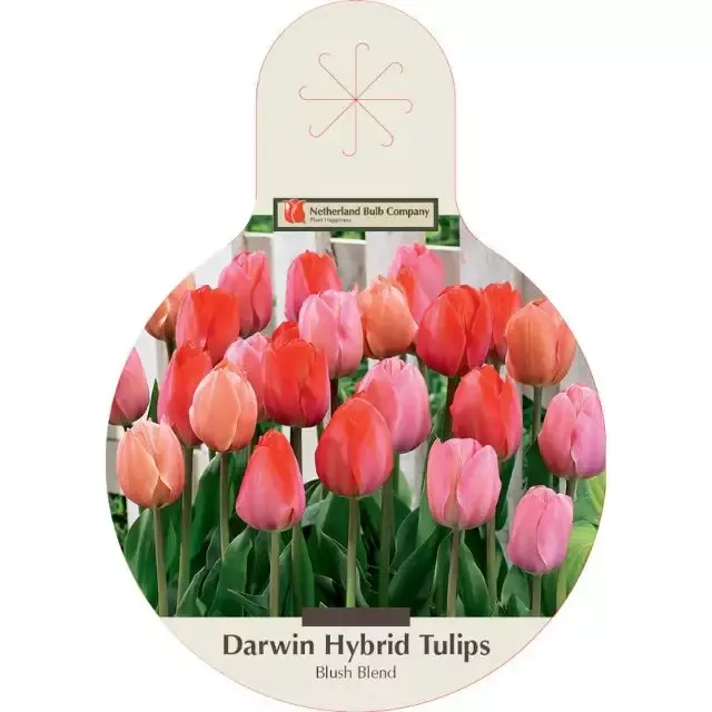 Tulip Bulbs – Darwin Hybrid ‘Blush Mixture’ – Pack of 40