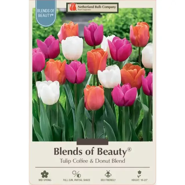 Tulip Bulbs –Triumph ‘Coffee & Donut Mixture’ – Pack of 12