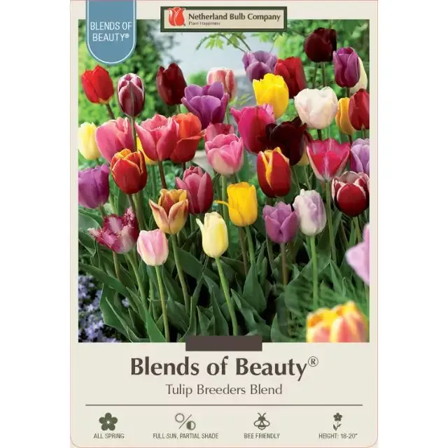 Tulip Bulbs –Various Groups, ‘Breeder’s Blend’ – Pack of 12