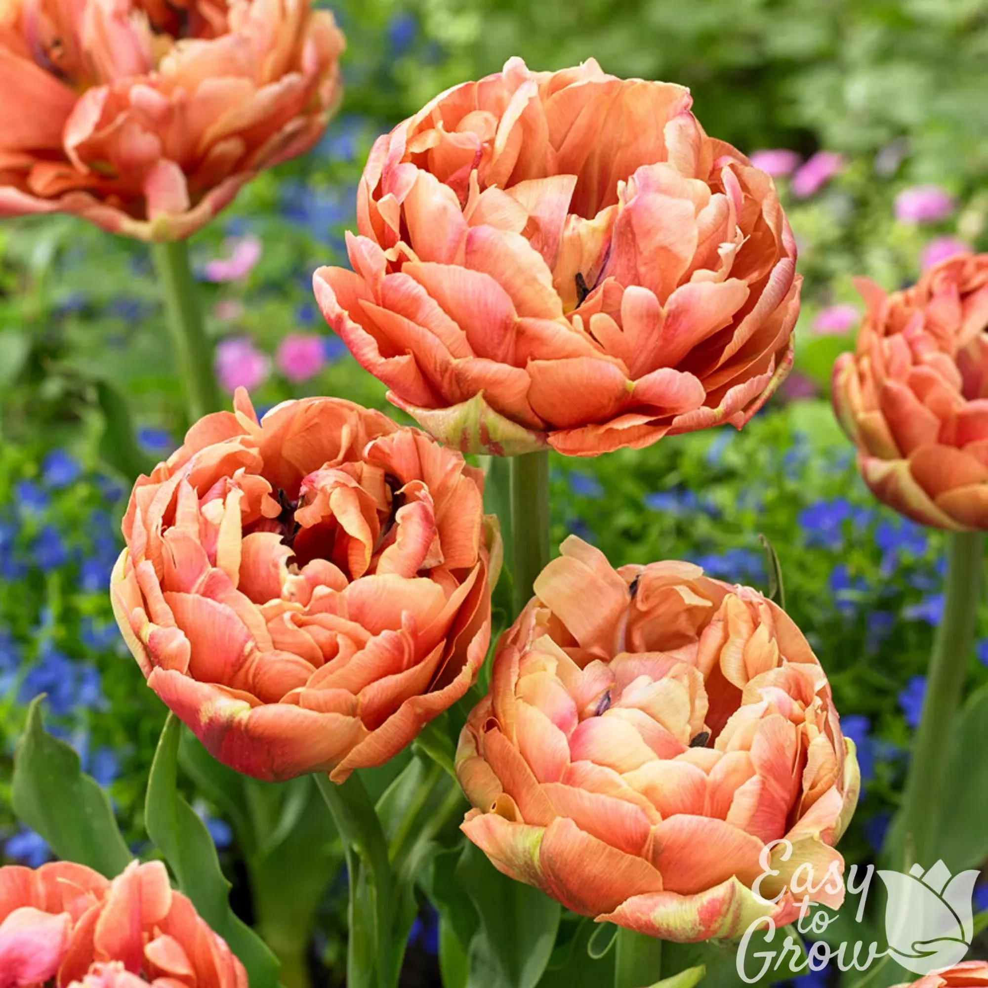 Tulip - Copper Image