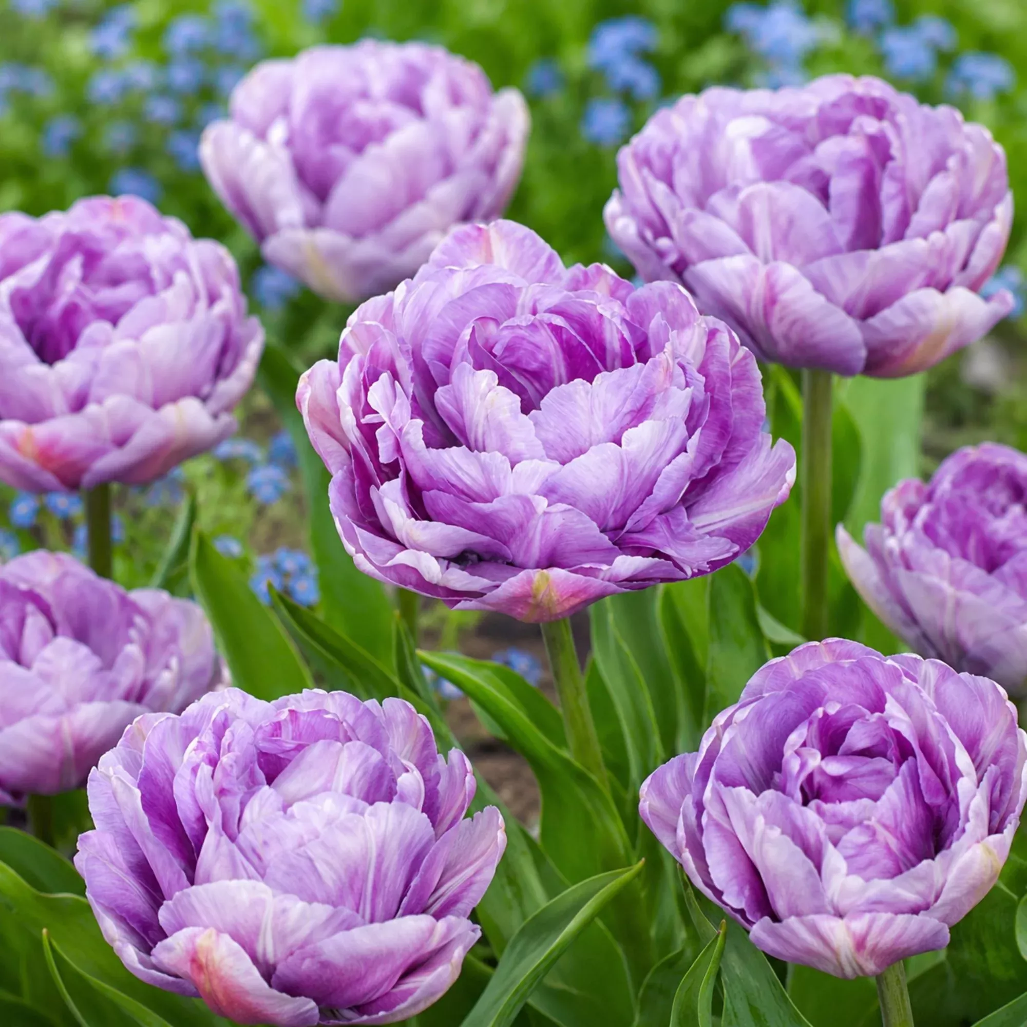 Tulip - Dancing Passion