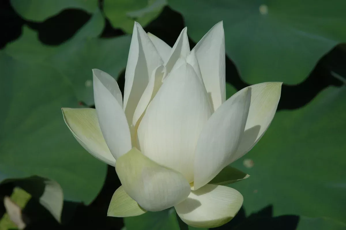 Tulip - Lotus