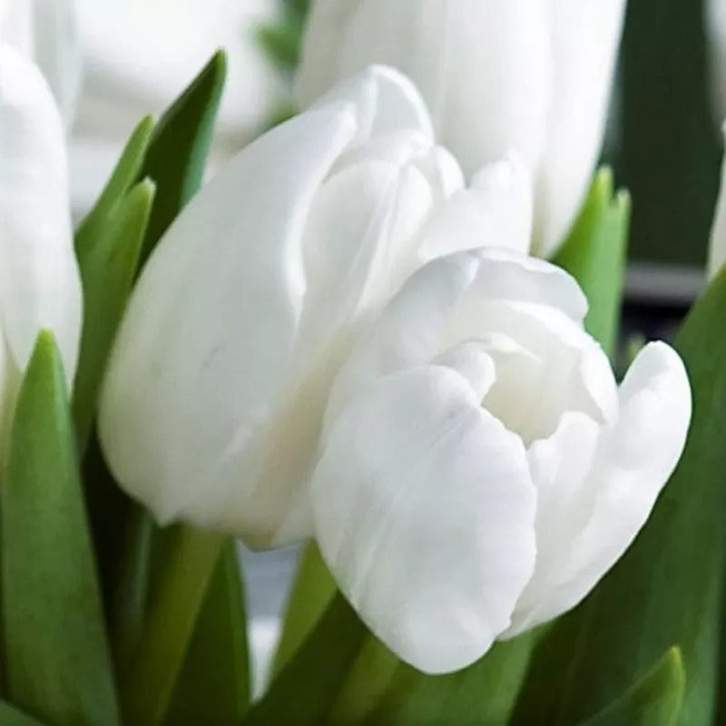 Tulip - Maureen