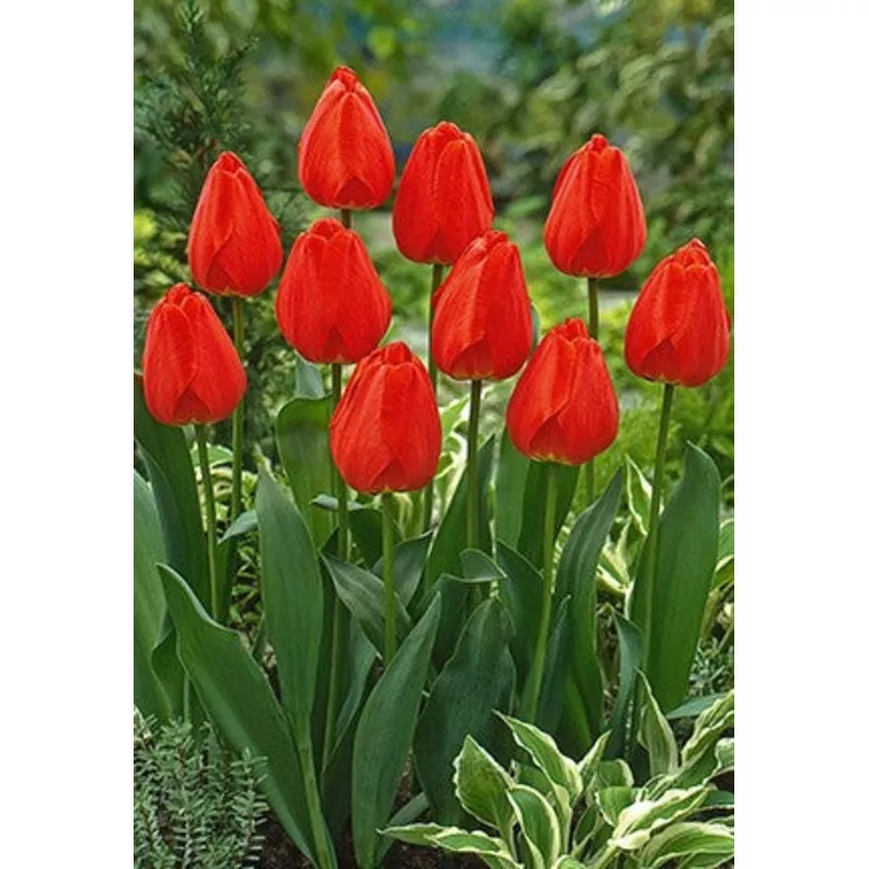 Tulip 'Parade'
