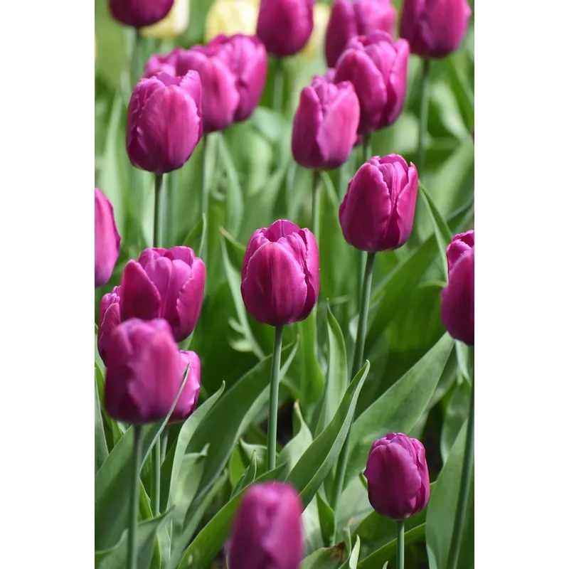 Tulip Purple Prince