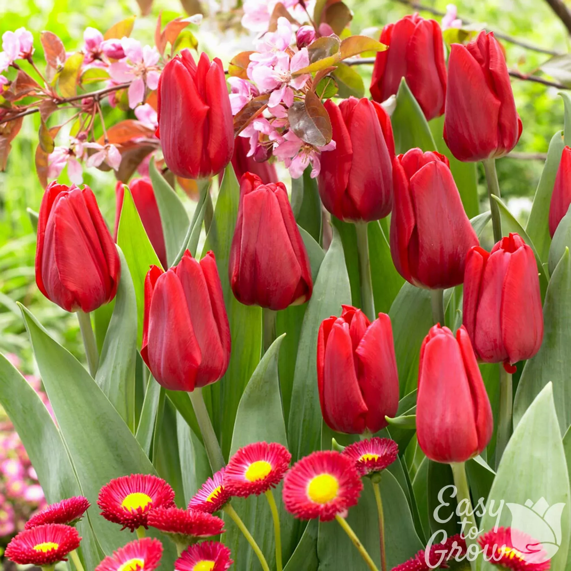 Tulip - Ruby Prince