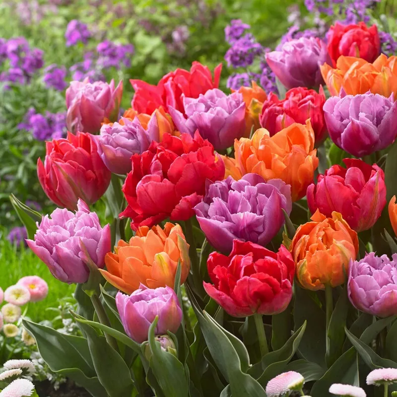 Tulip - Sunset Mix