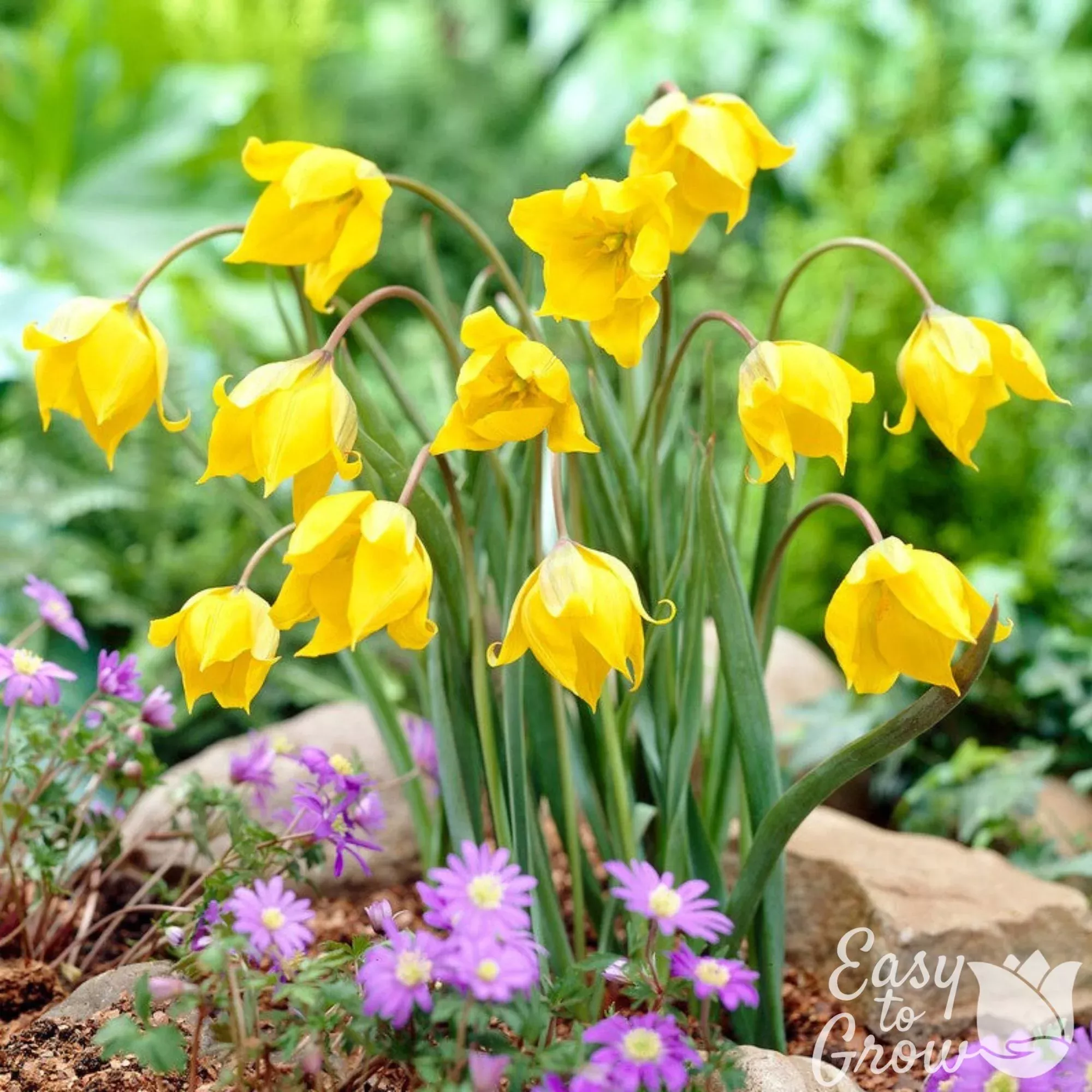 Tulip - Sylvestris