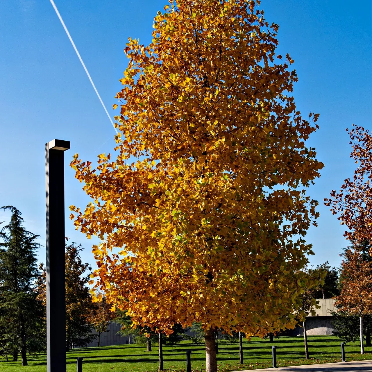 Tulip Tree