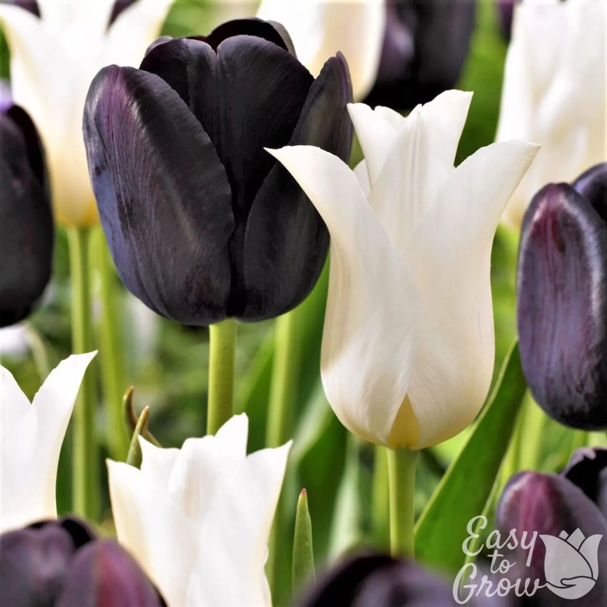 Tulip - Tuxedo Party Collection