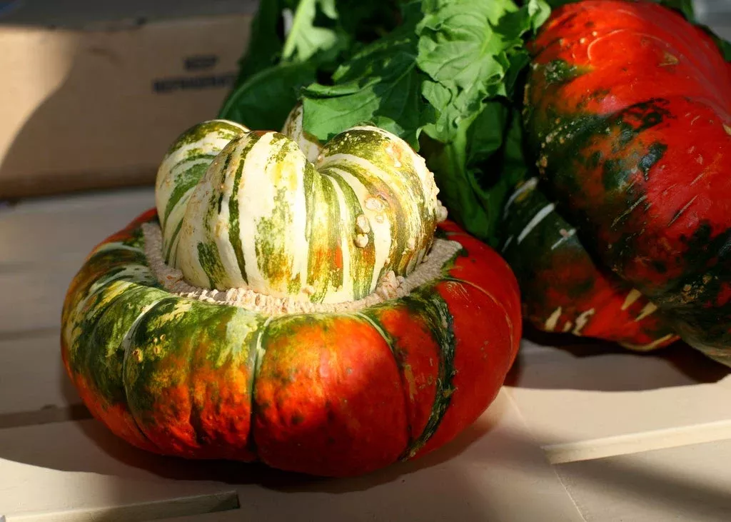 TURKS TURBINE PUMPKIN