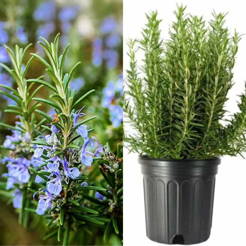 Tuscan Blue Rosemary Flower Live Plant