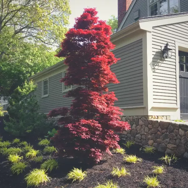 Twombly's Red Sentinel Japanese Maple