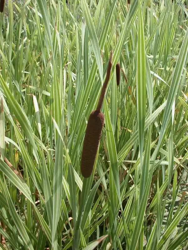 Typha latifolia "Variegated Cattail"