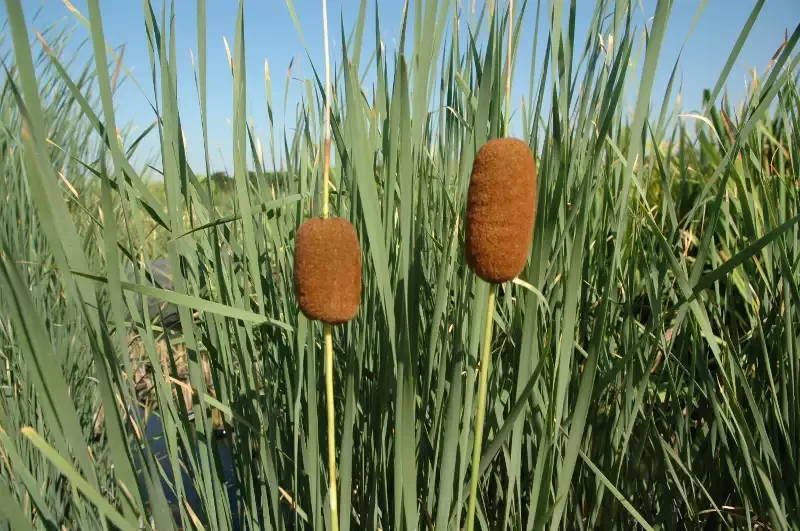 Typha laxmanii "Graceful Cattail"