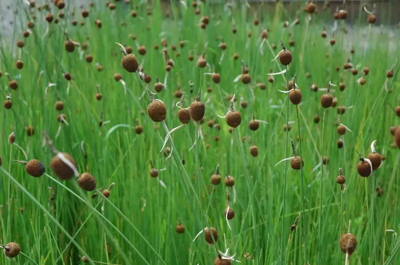 Typha minima "Europa" (Micro Miniature Cattail)