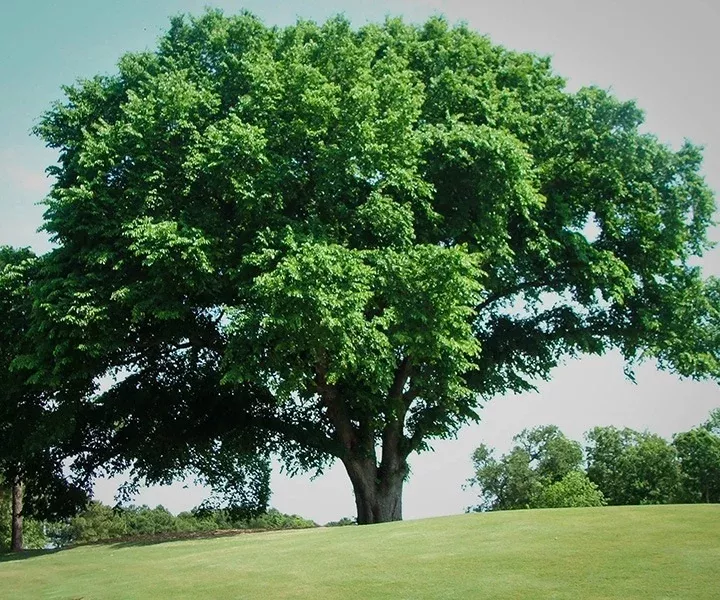 Ulmus americana #3