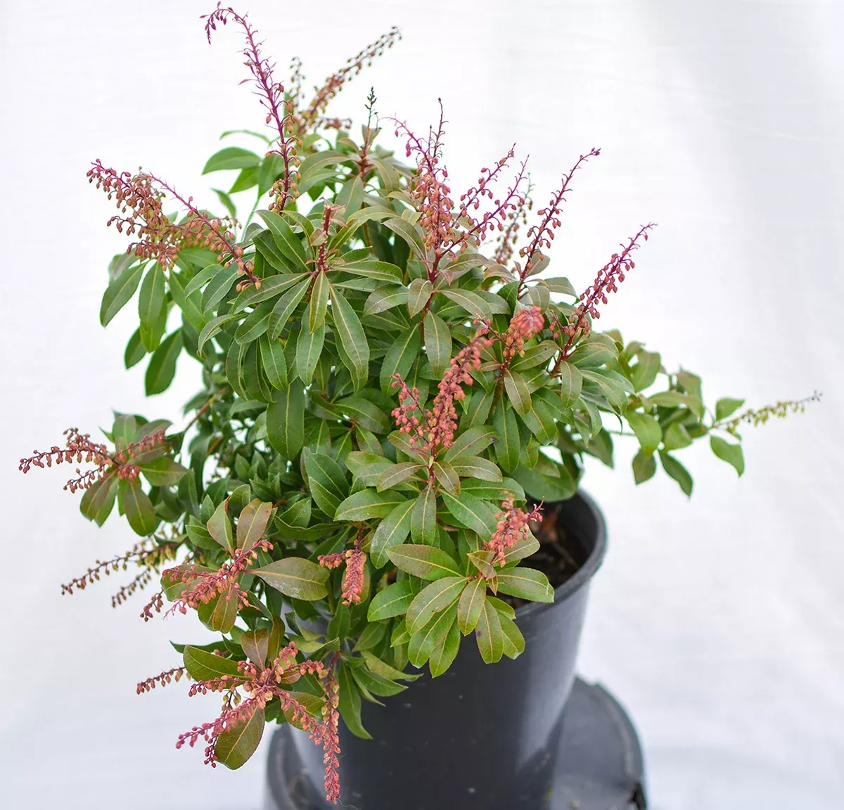 'Valley Fire' Lily-of-the-Valley Shrub