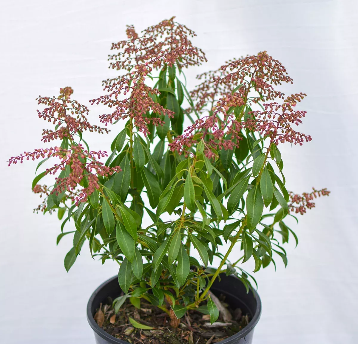 'Valley Rose' Lily-of-the-Valley Shrub