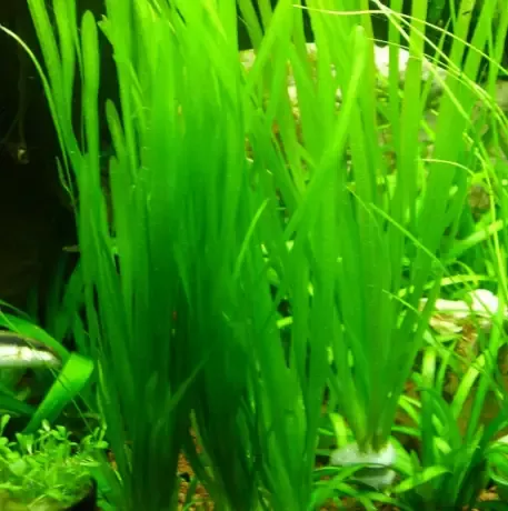 Vallisneria Gigantea "Giant Jungle Val"