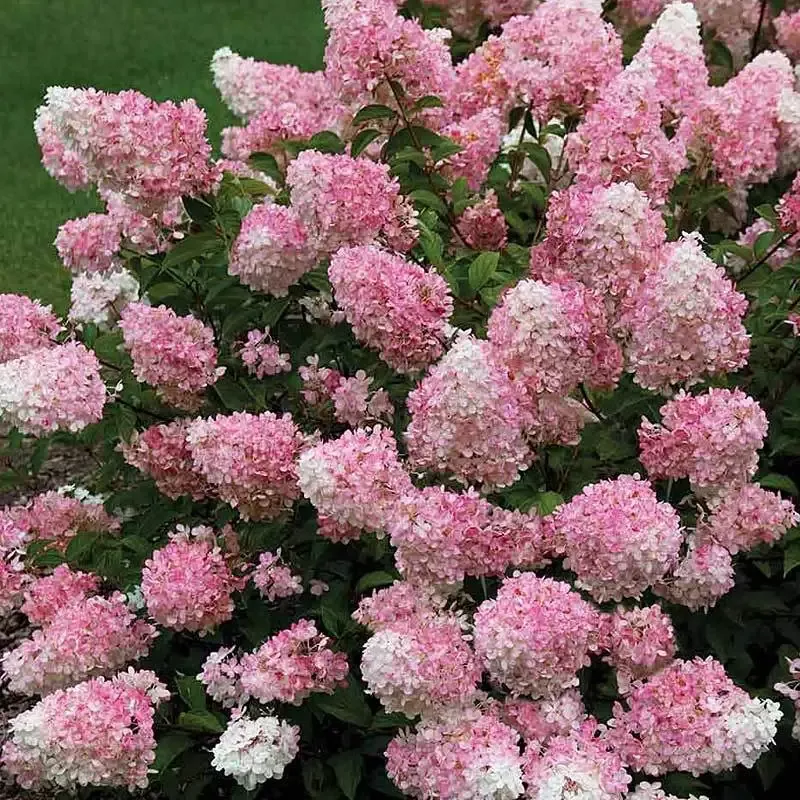 Vanilla Strawberry Panicle Hydrangea