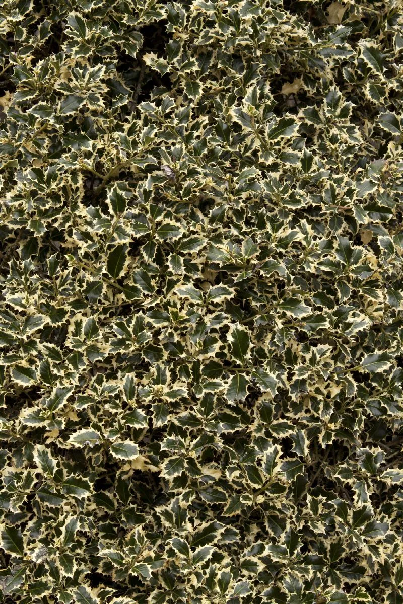 Variegated English Holly