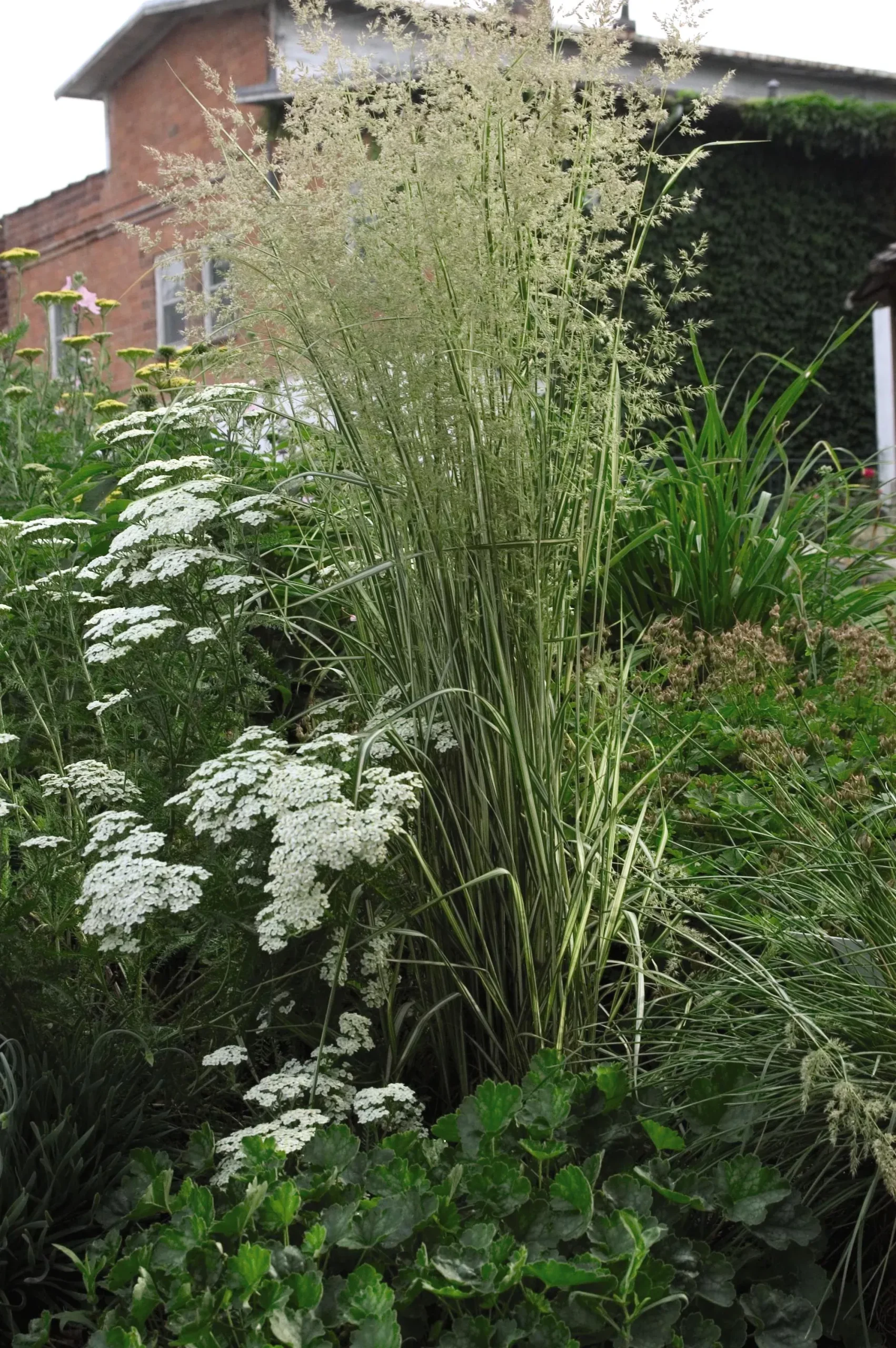 Variegated Feather Reed Grass