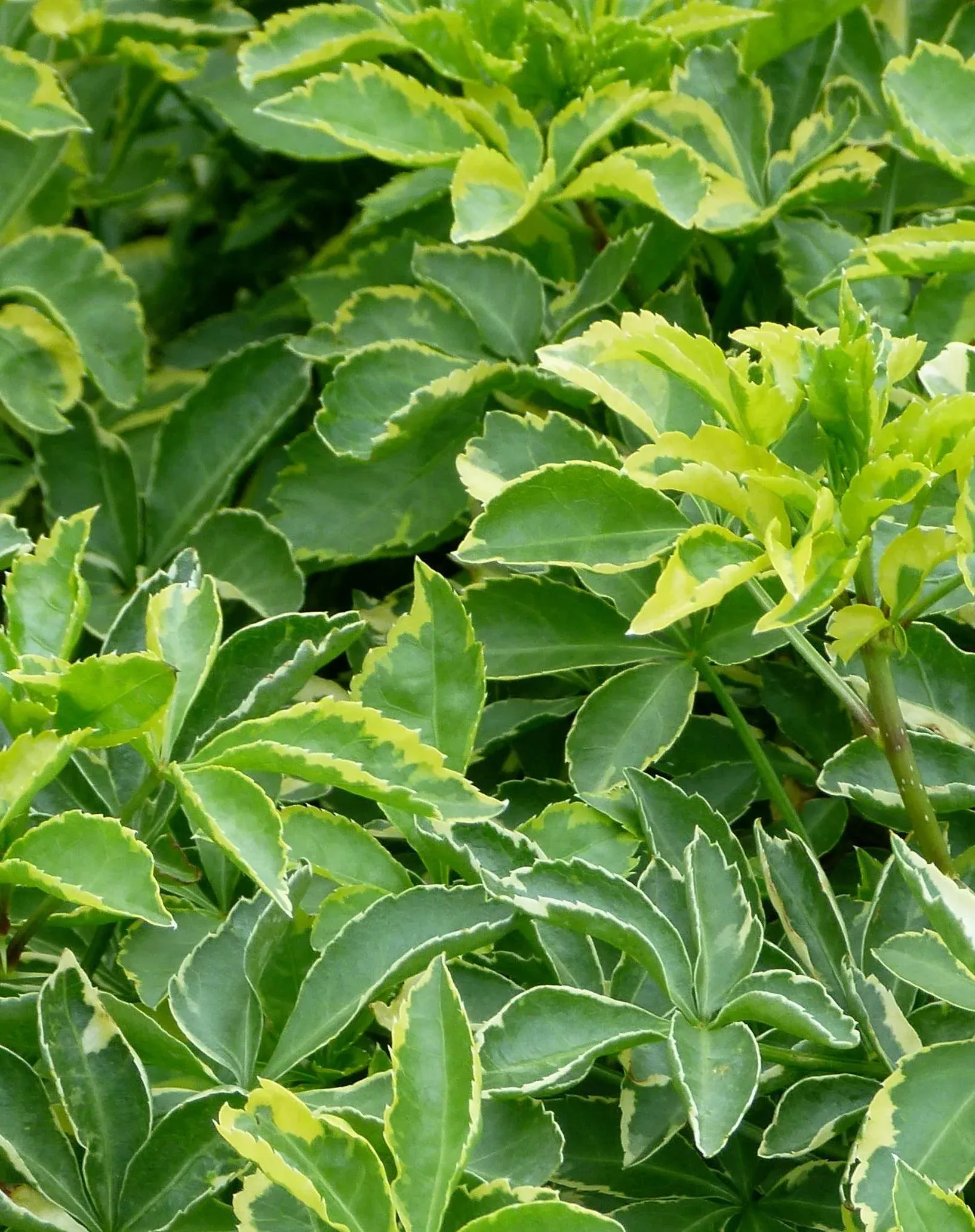 Variegated Fiveleaf Aralia