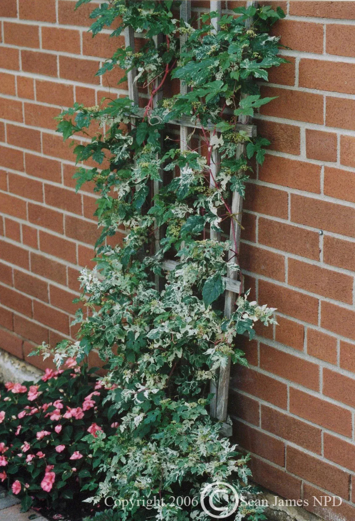 Variegated Porcelain Berry
