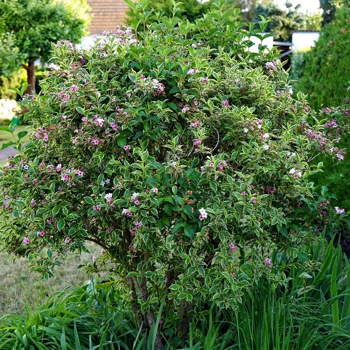 Variegated Weigela