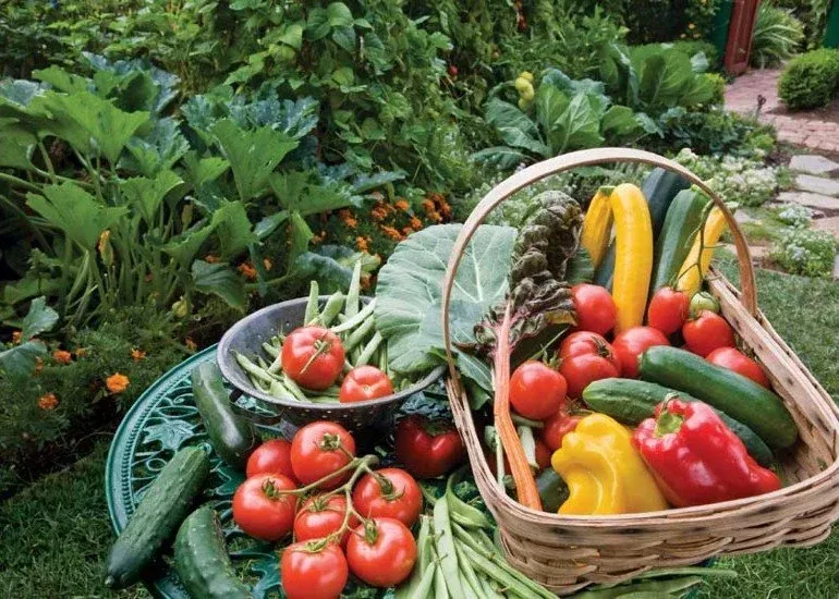 Vegetable Mix