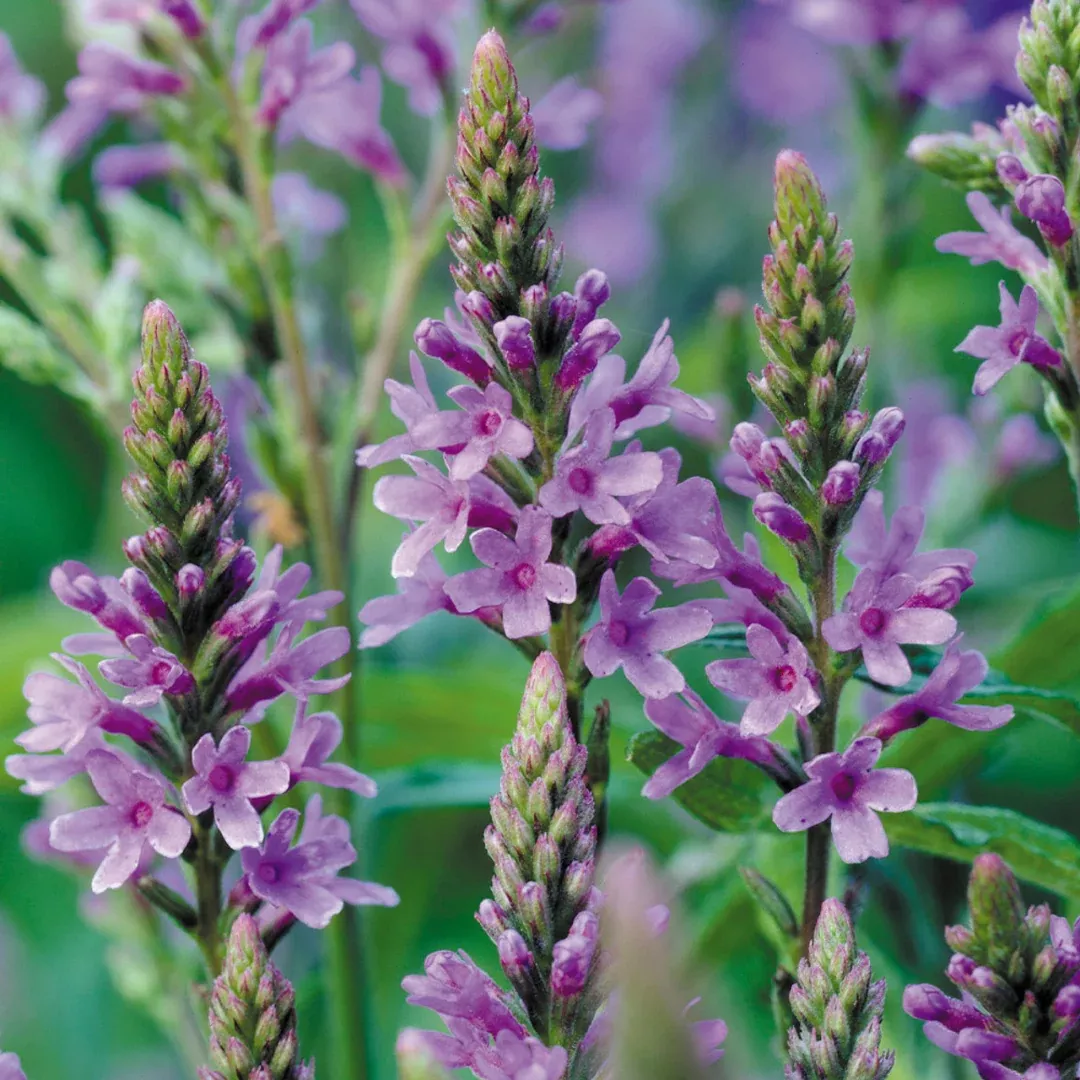 Verbena 'Blue Spires'