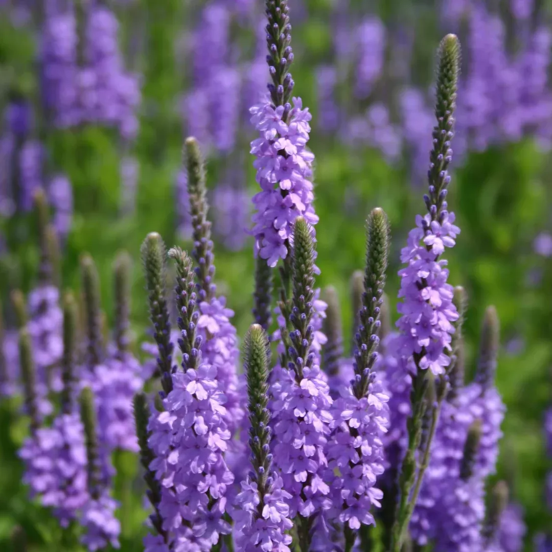 Verbena stricta