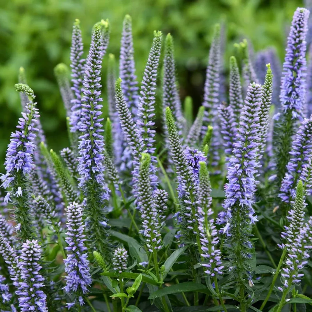 Veronica 'Magic Show Ever After'