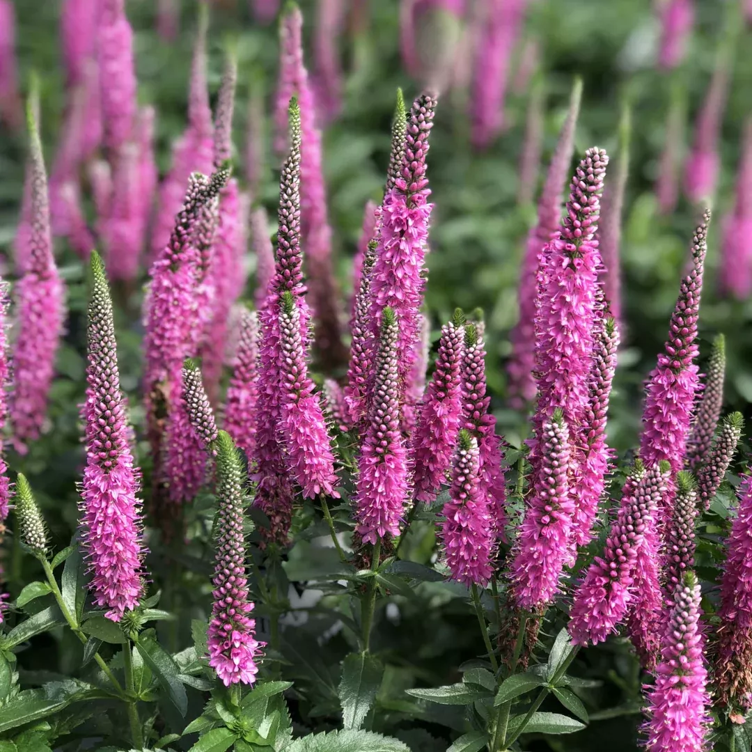 Veronica 'Magic Show Pink Potions'