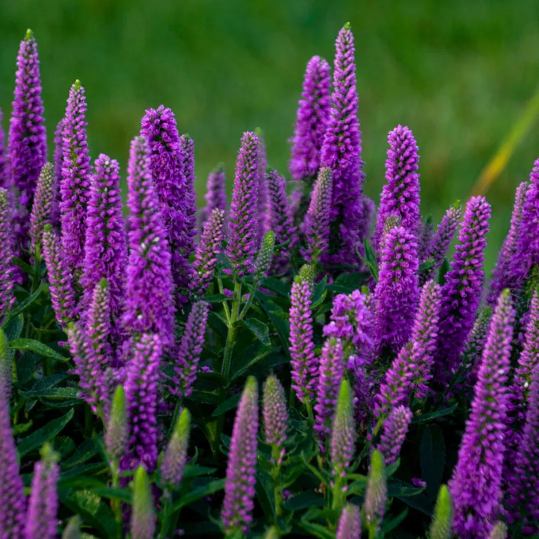 Veronica 'Magic Show Purple Illusion'