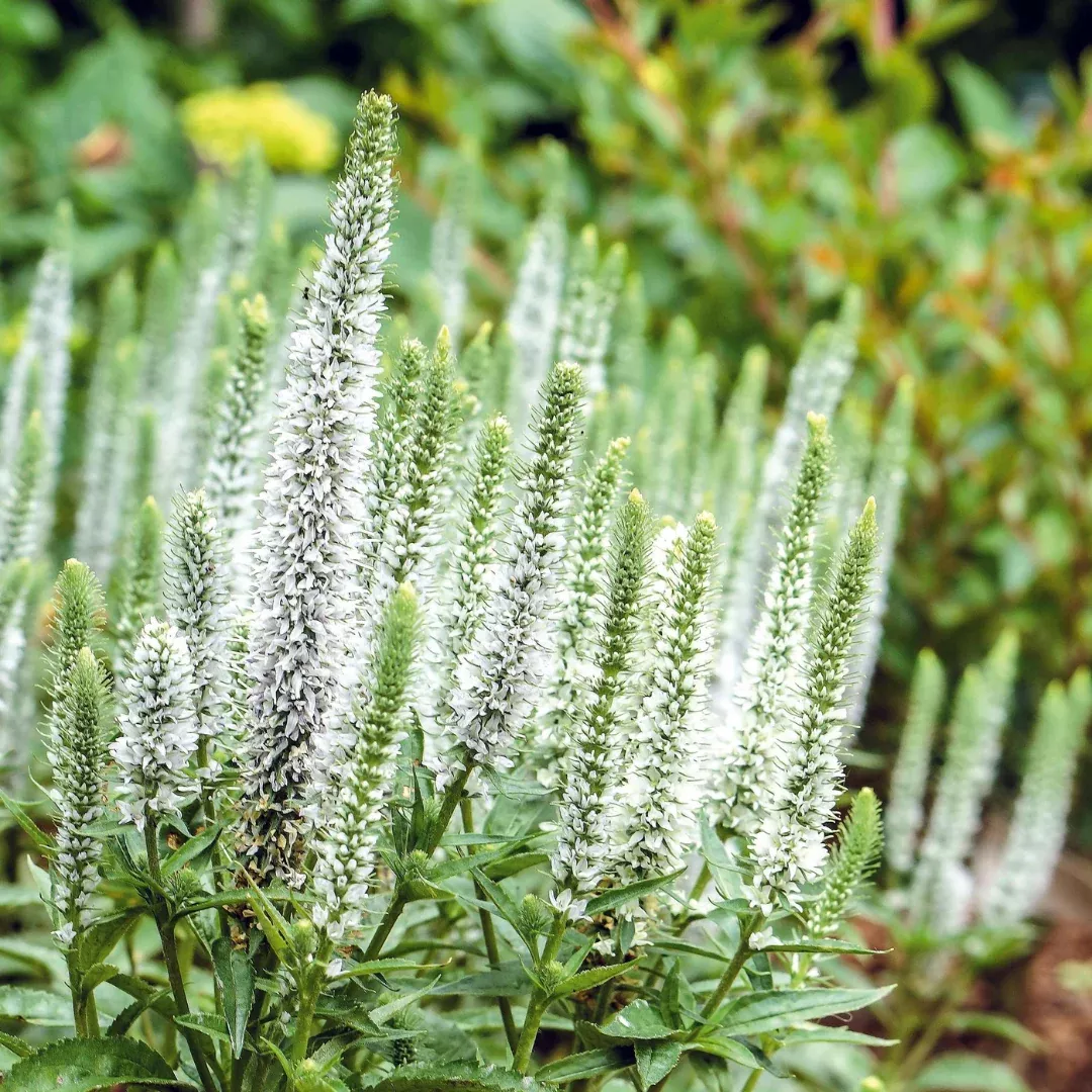 Veronica 'Magic Show White Wands'