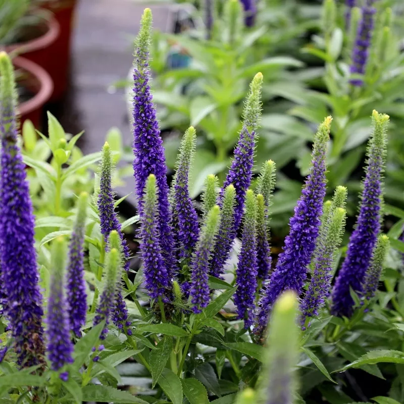 Veronica 'Royal Candles'