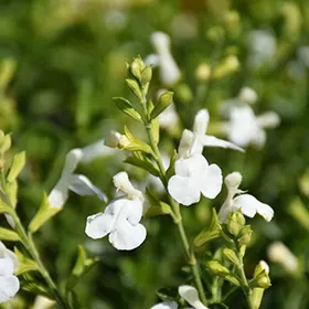 VIBE Ignition Salvia