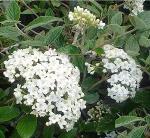 Viburnum burkwoodi #3